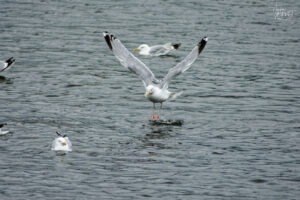 Goéland argenté (Larus argentatus) en plein amerrissage au milieu des ses congénères dans le port de Galway, Irlande
