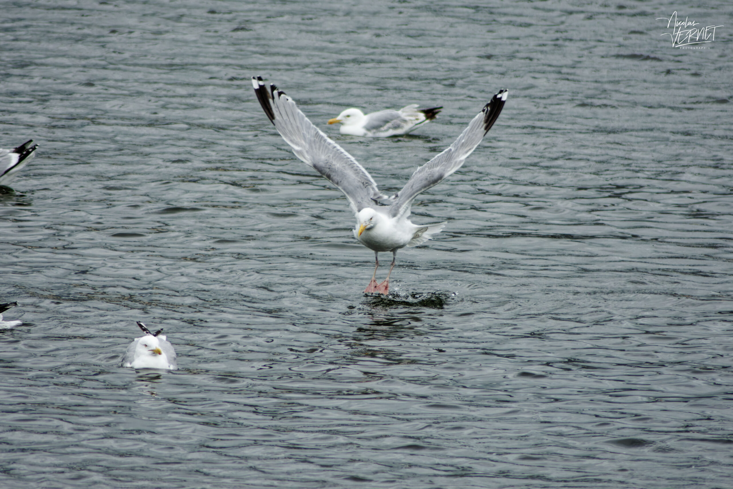 Goéland argenté (Larus argentatus) en plein amerrissage au milieu des ses congénères dans le port de Galway, Irlande