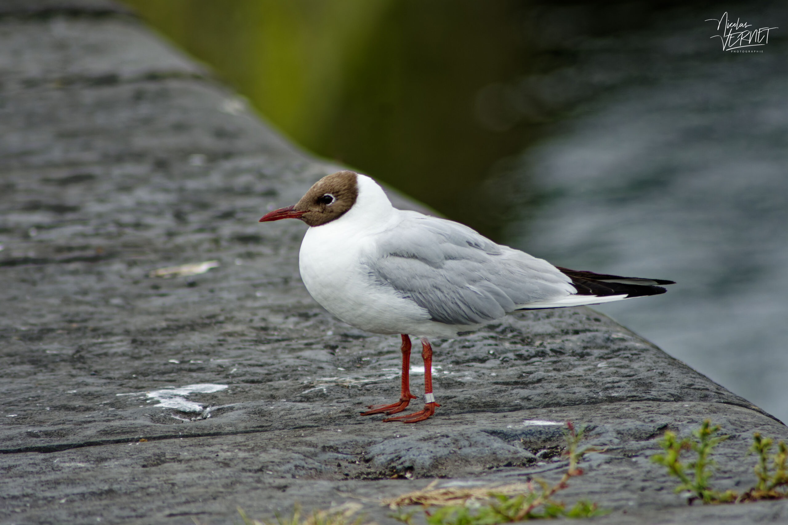Mouette rieuse (Chroicocephalus ridibundus) dans le port de Galway, Irlande