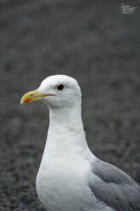 Goéland argenté borgne (Larus argentatus) dans le port de Galway, Irlande