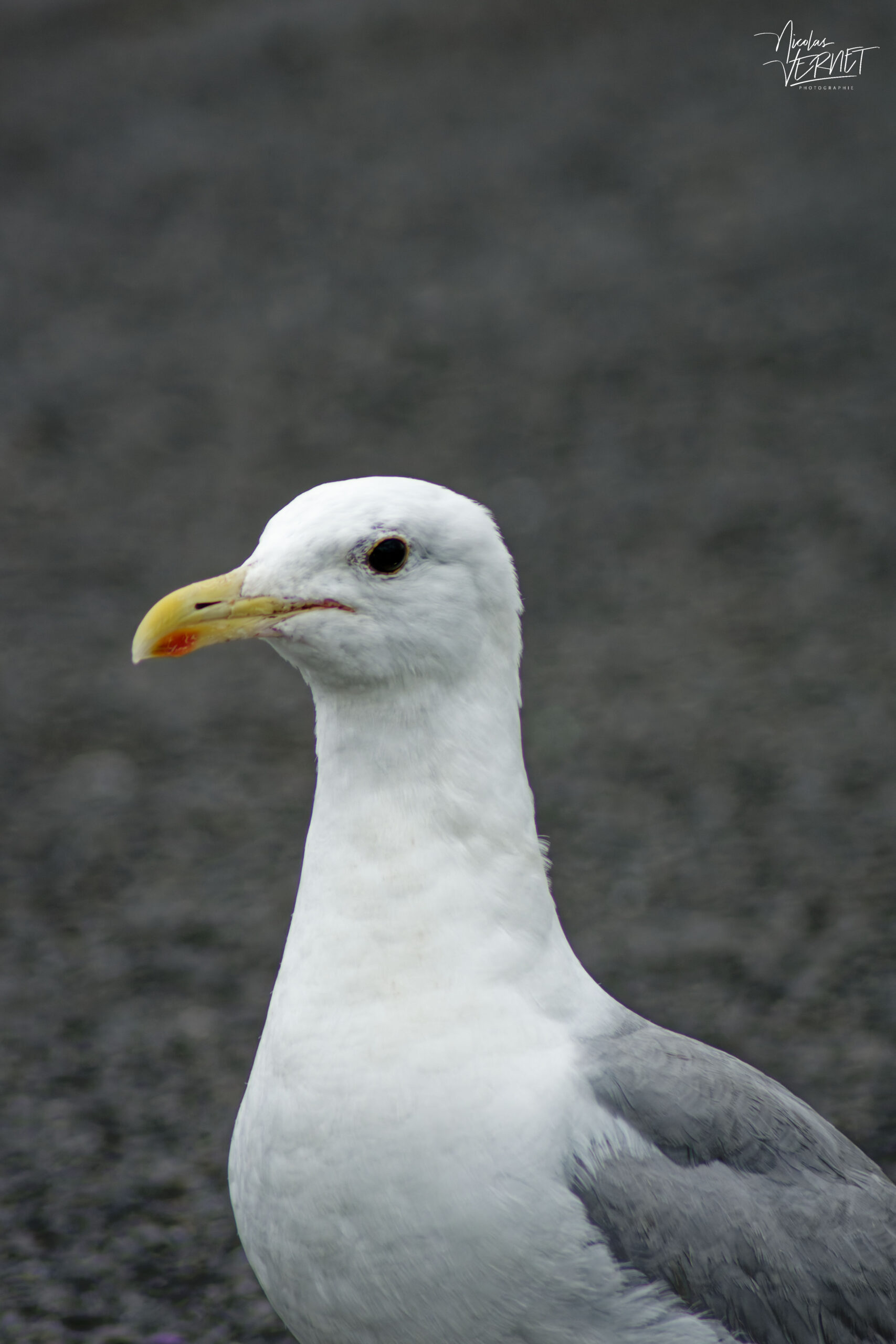 Goéland argenté borgne (Larus argentatus) dans le port de Galway, Irlande