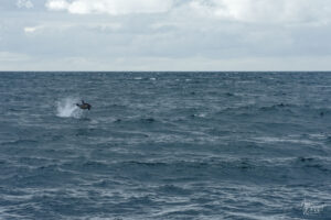 Dauphin commun (Delphinus delphis) au large des îles d’Aran, Co. Galway, Irlande