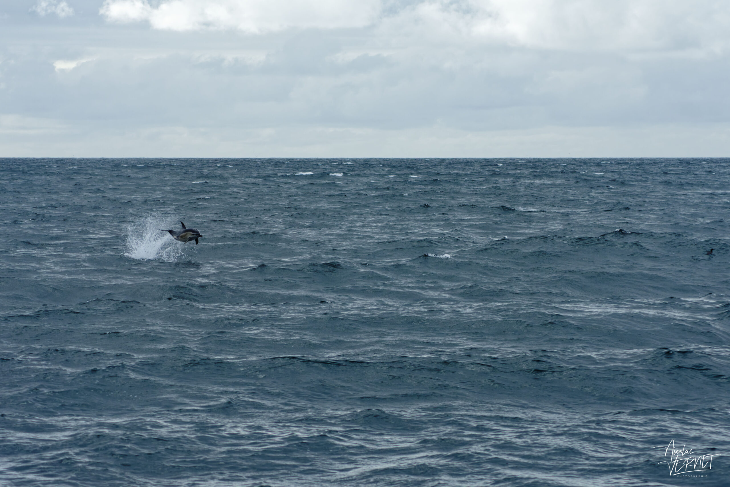 Dauphin commun (Delphinus delphis) au large des îles d’Aran, Co. Galway, Irlande