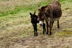 Âne Commun (Equus asinus) et de son ânon, Rossaveel, Co. Galway, Irlande