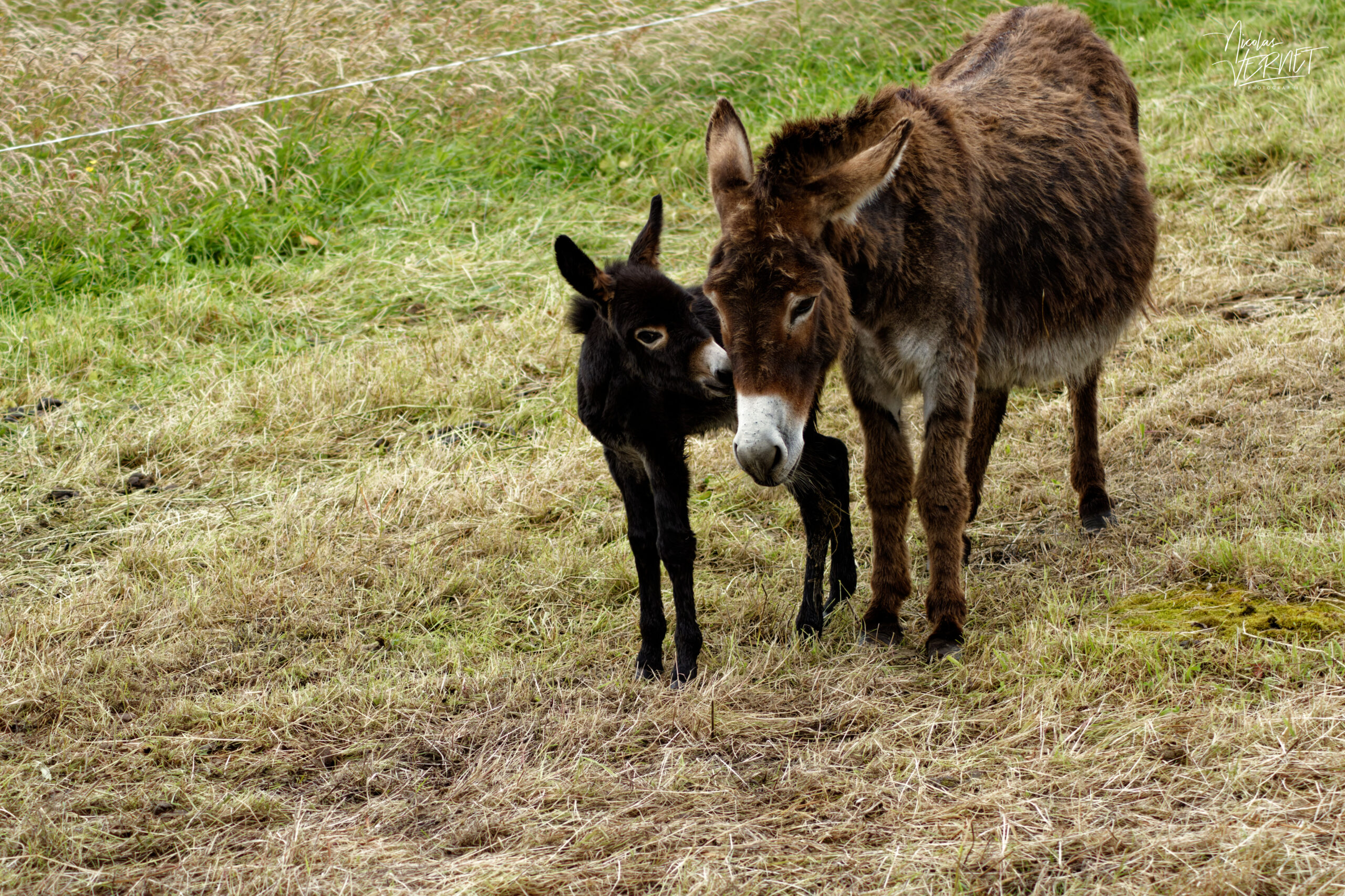 Âne Commun (Equus asinus) et de son ânon, Rossaveel, Co. Galway, Irlande