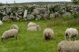 Brebis et béliers Scottish Blackface croisés, Rossaveel, Co. Galway, Irlande