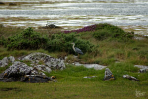 Héron cendré (Ardea cinerea) dans la baie de Rossaveel, Co. Galway, Irlande