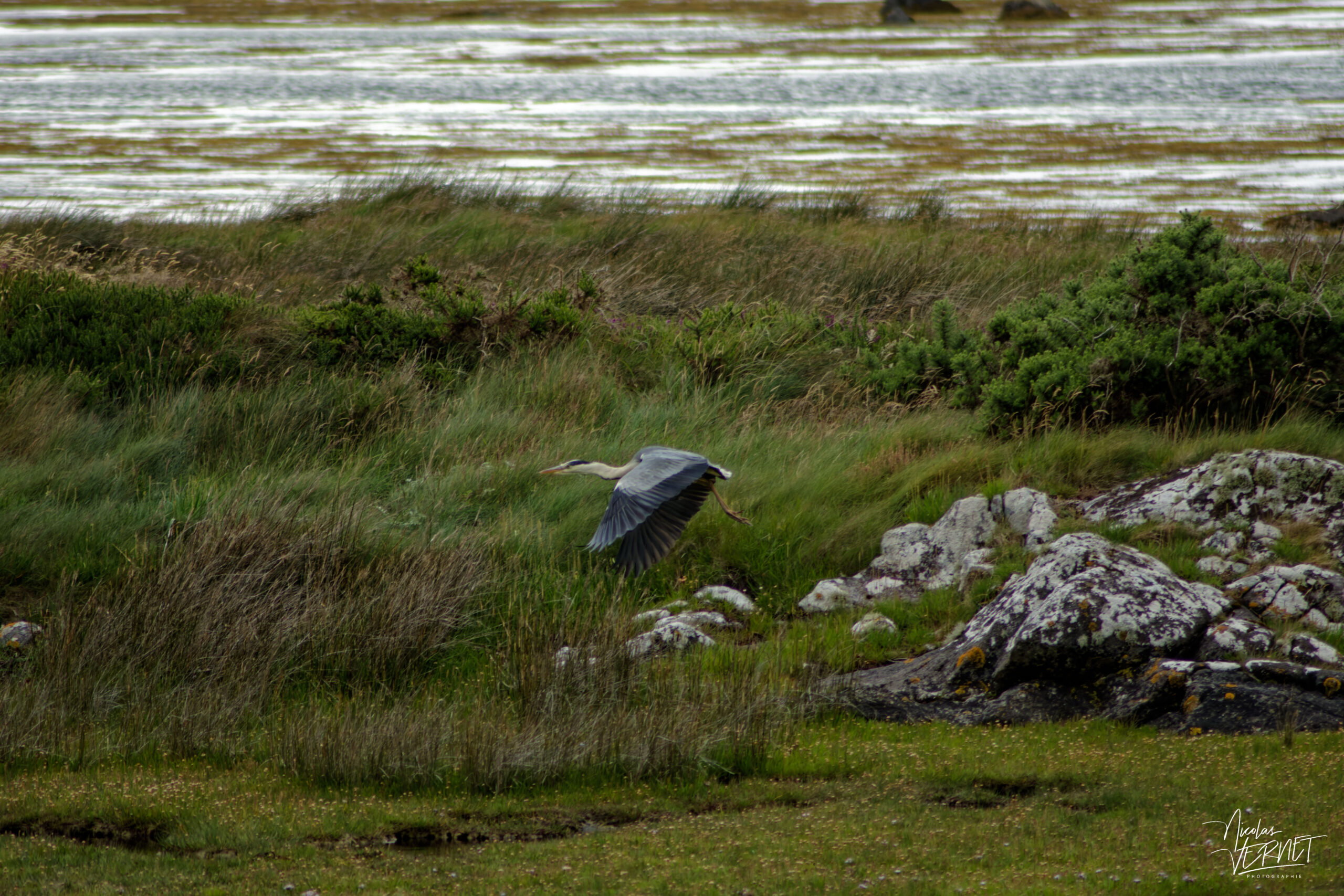 Héron cendré (Ardea cinerea) dans la baie de Rossaveel, Co. Galway, Irlande