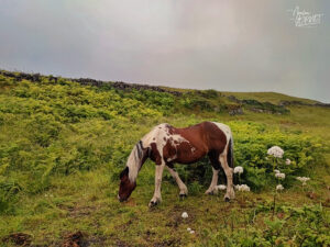 Cheval Irish Cob (ou Tinker) (Equus caballus), île d'Inish Mór, Co. Galway, Irlande