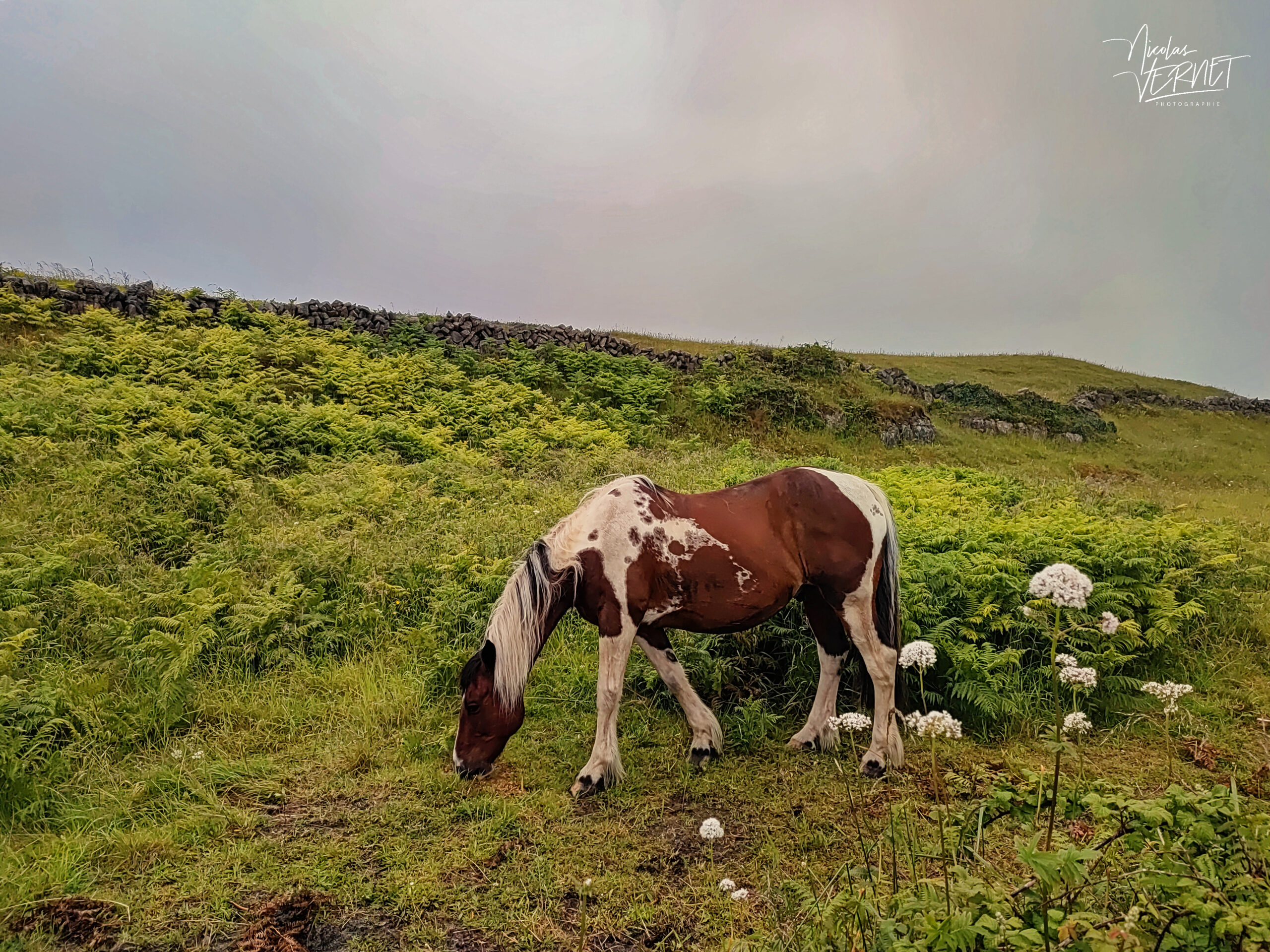 Cheval Irish Cob (ou Tinker) (Equus caballus), île d'Inish Mór, Co. Galway, Irlande