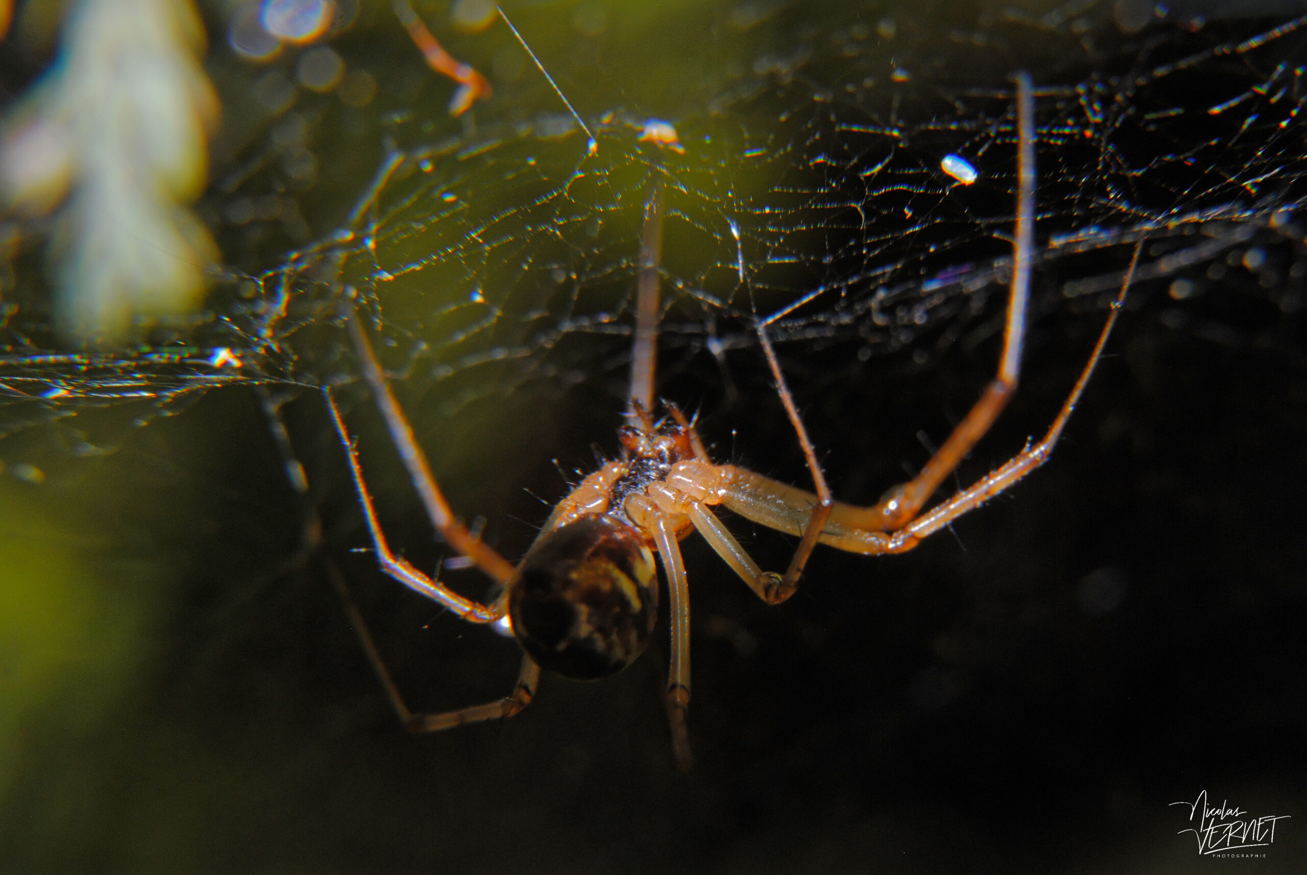Linyphie triangulaire (Linyphia triangularis), Sainte-Fortunade (Corrèze)