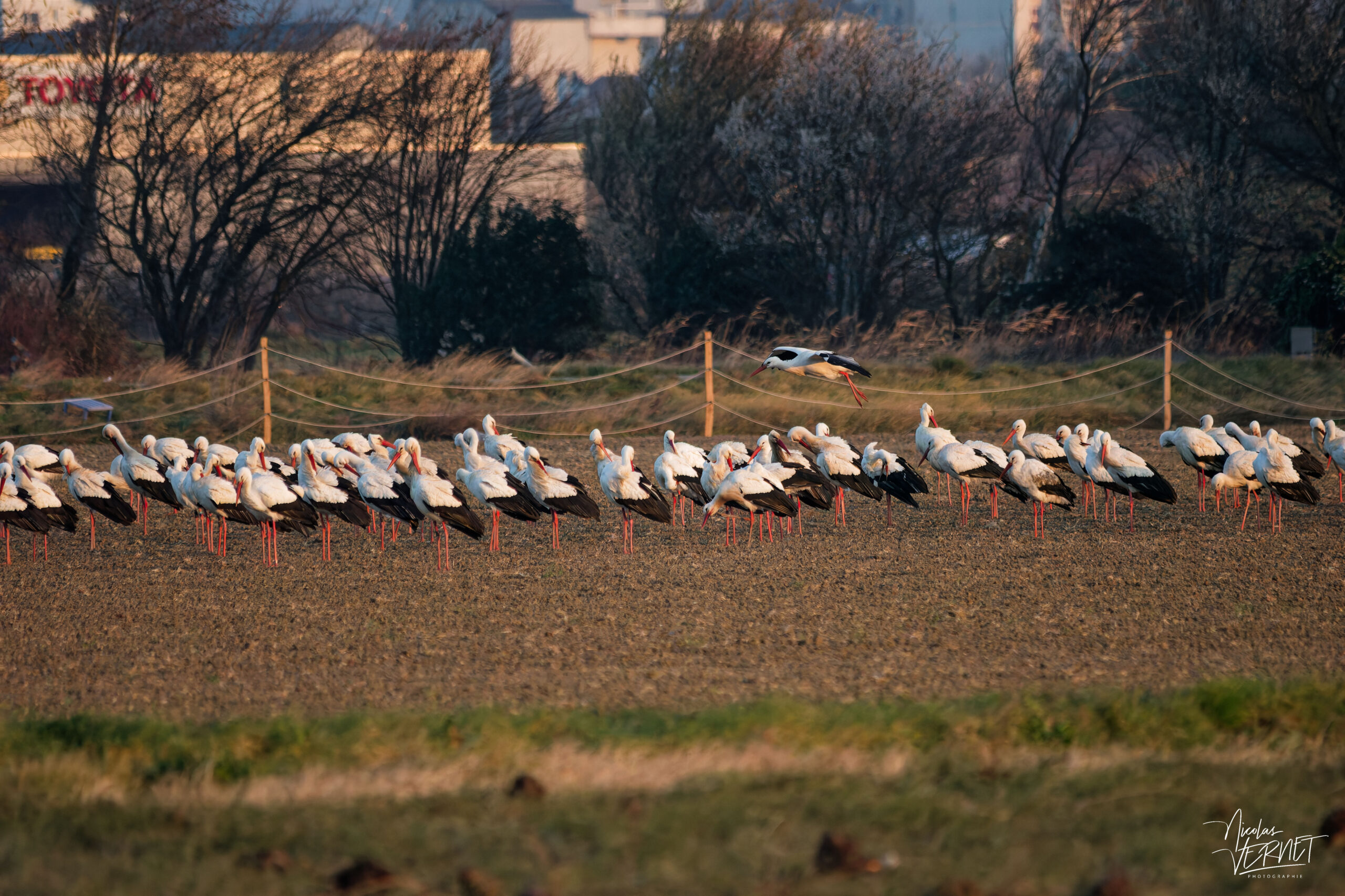 Cigognes blanches (Ciconia ciconia), Ancône (Drôme)