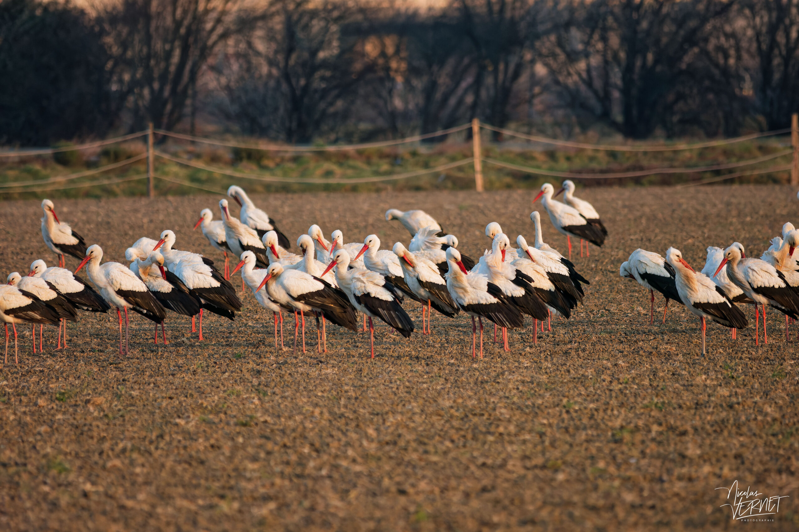 Cigognes blanches (Ciconia ciconia), Ancône (Drôme)