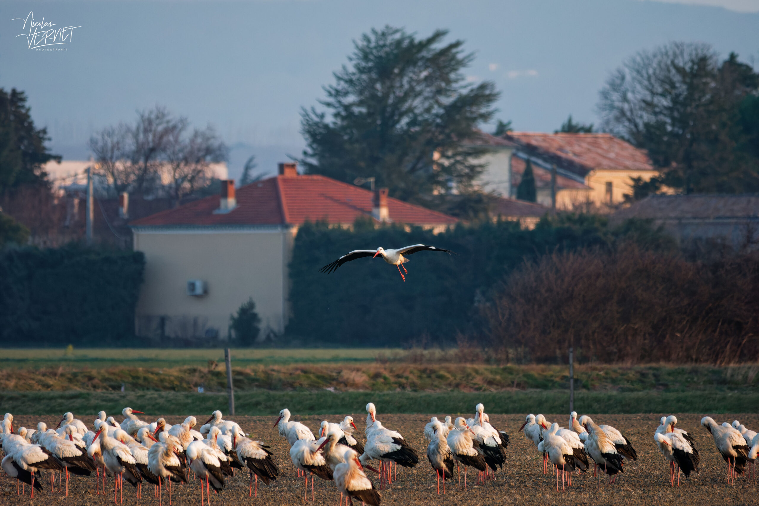 Cigognes blanches (Ciconia ciconia), Ancône (Drôme)