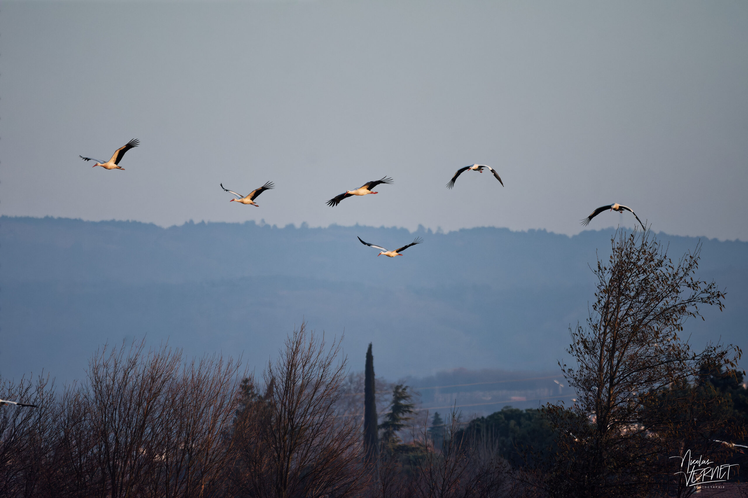Cigognes blanches (Ciconia ciconia), Ancône (Drôme)