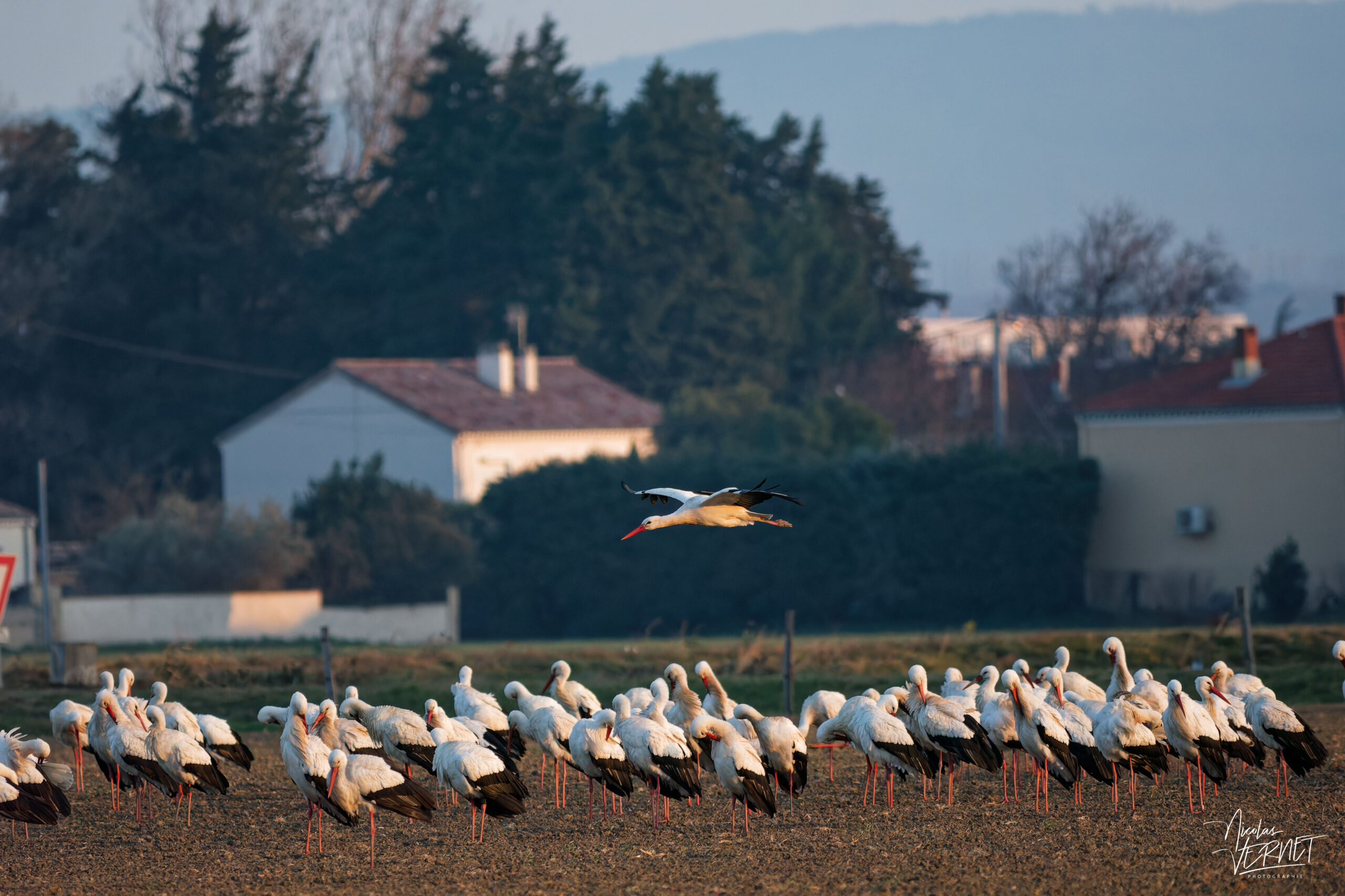 Cigognes blanches (Ciconia ciconia), Ancône (Drôme)