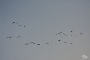 Cigognes blanches (Ciconia ciconia), Ancône (Drôme)