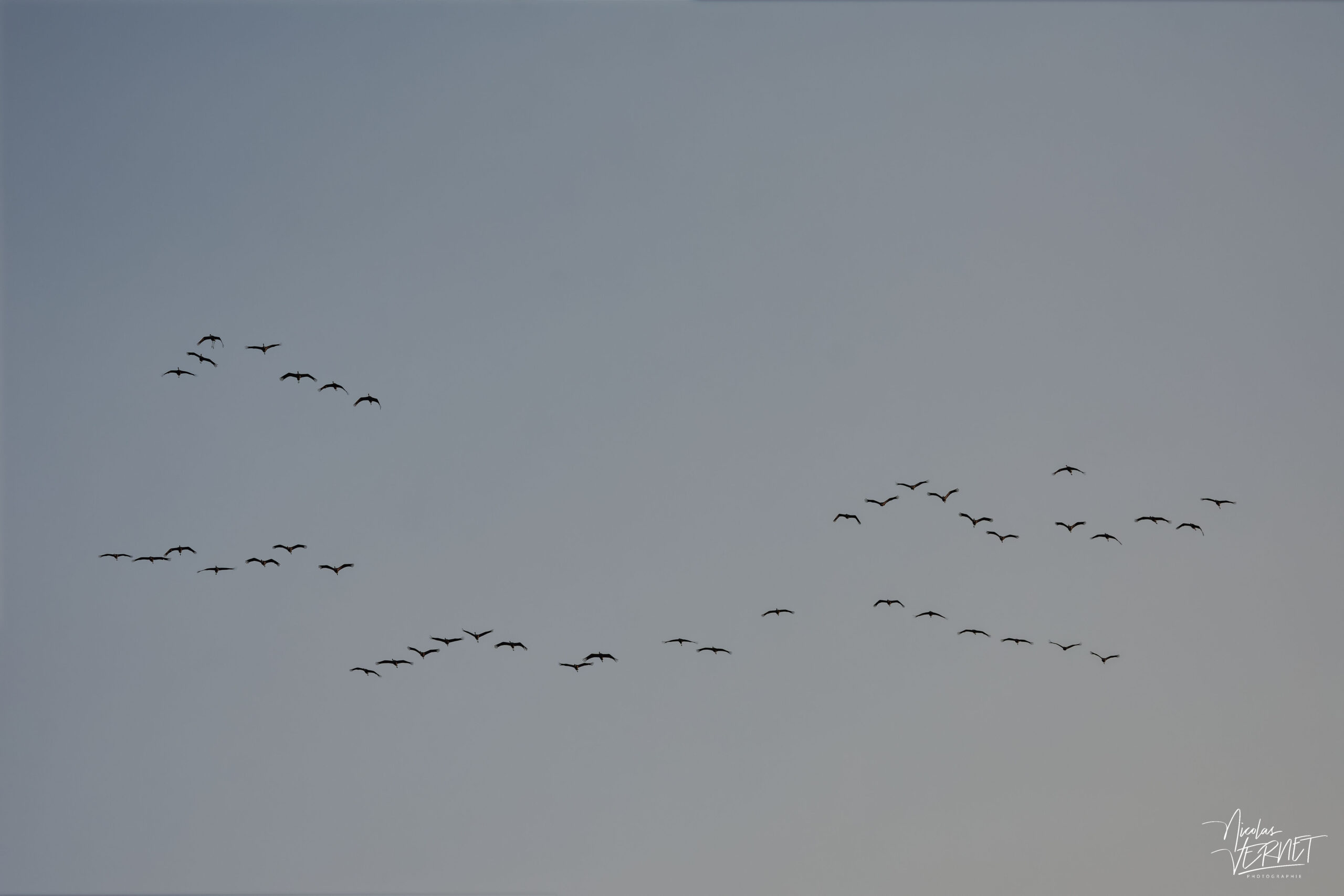 Cigognes blanches (Ciconia ciconia), Ancône (Drôme)