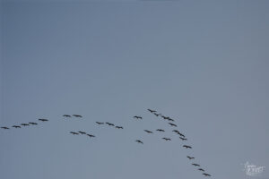 Cigognes blanches (Ciconia ciconia), Ancône (Drôme)