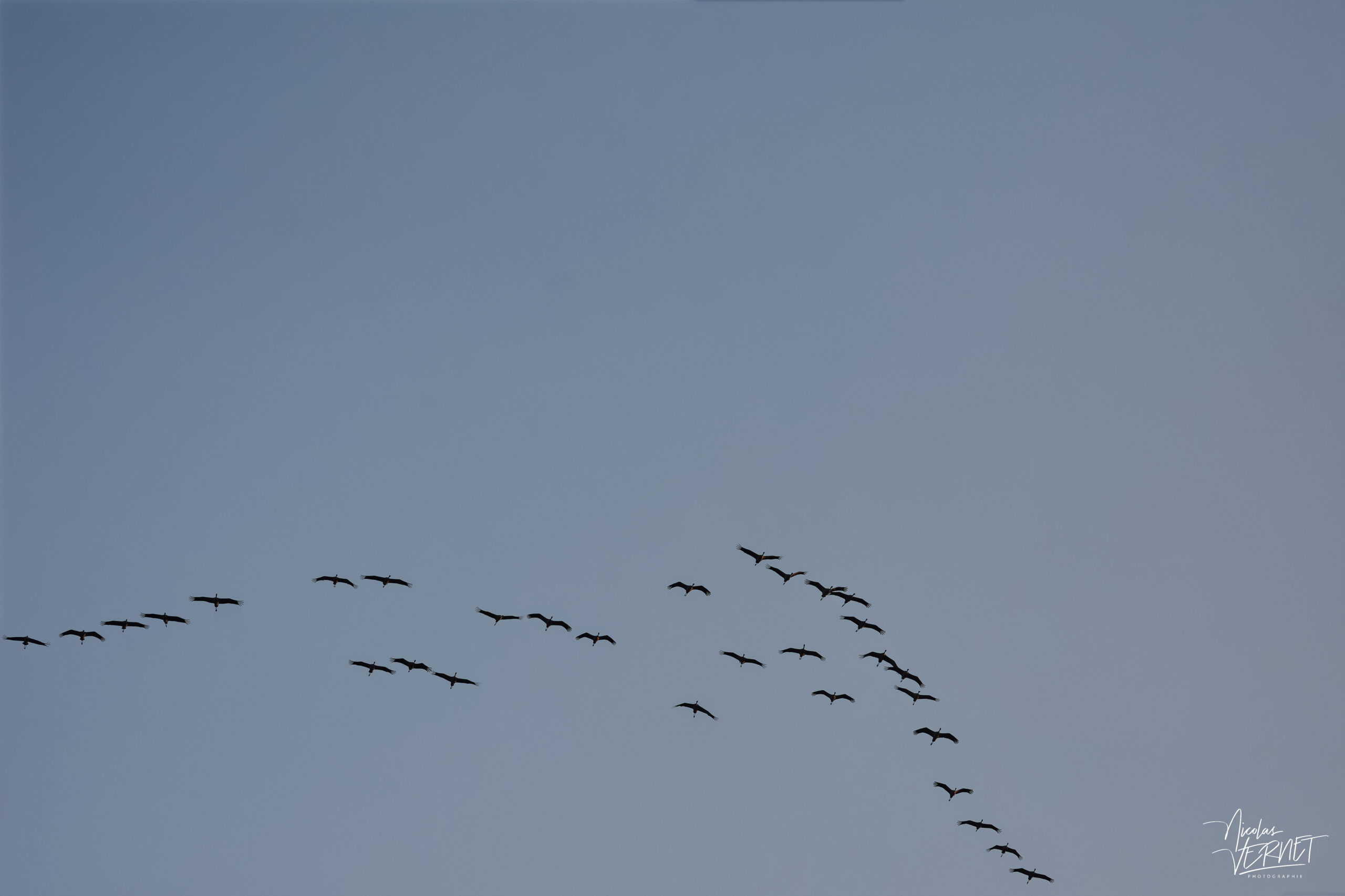 Cigognes blanches (Ciconia ciconia), Ancône (Drôme)