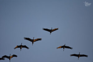 Cigognes blanches (Ciconia ciconia), Ancône (Drôme)