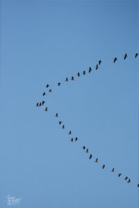 Cigognes blanches (Ciconia ciconia), Ancône (Drôme)