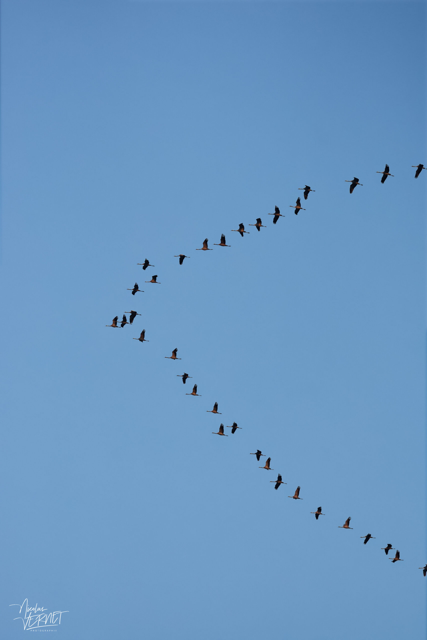 Cigognes blanches (Ciconia ciconia), Ancône (Drôme)