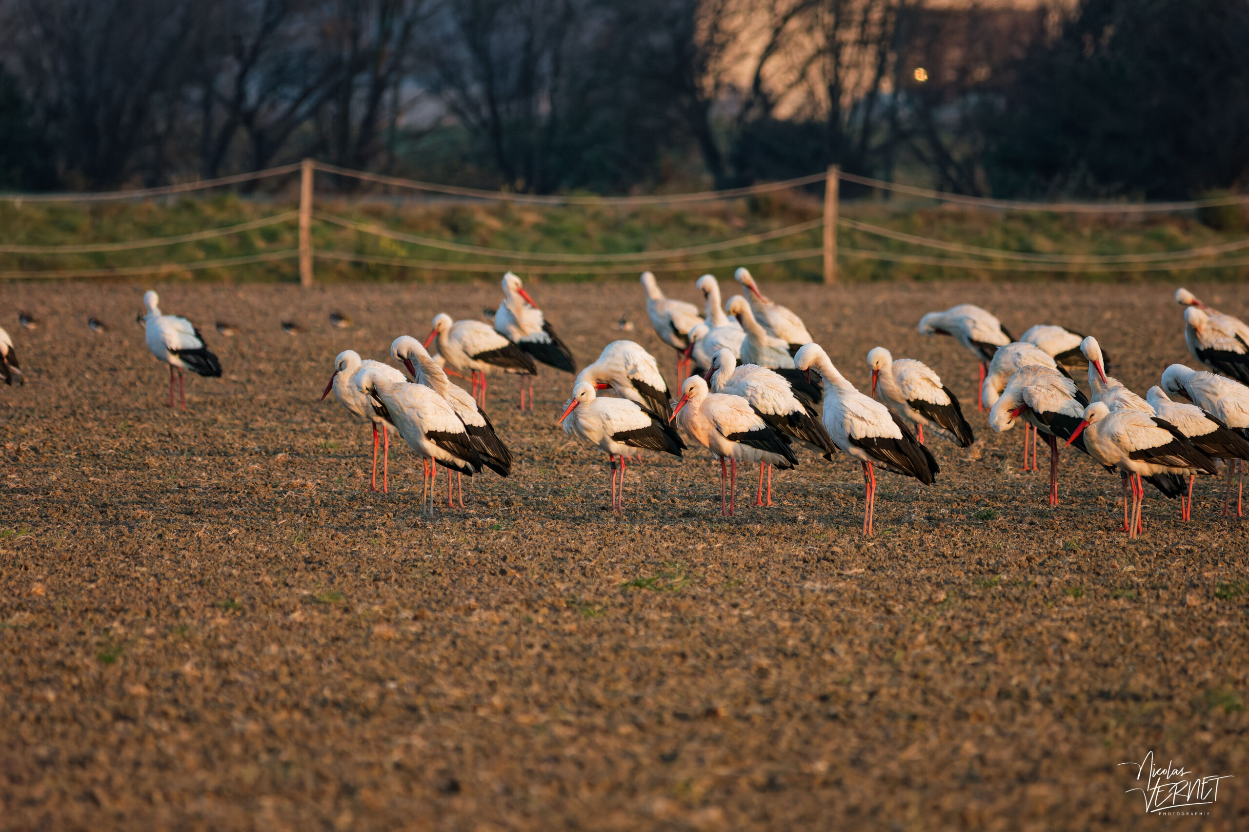 Cigognes blanches (Ciconia ciconia), Ancône (Drôme)