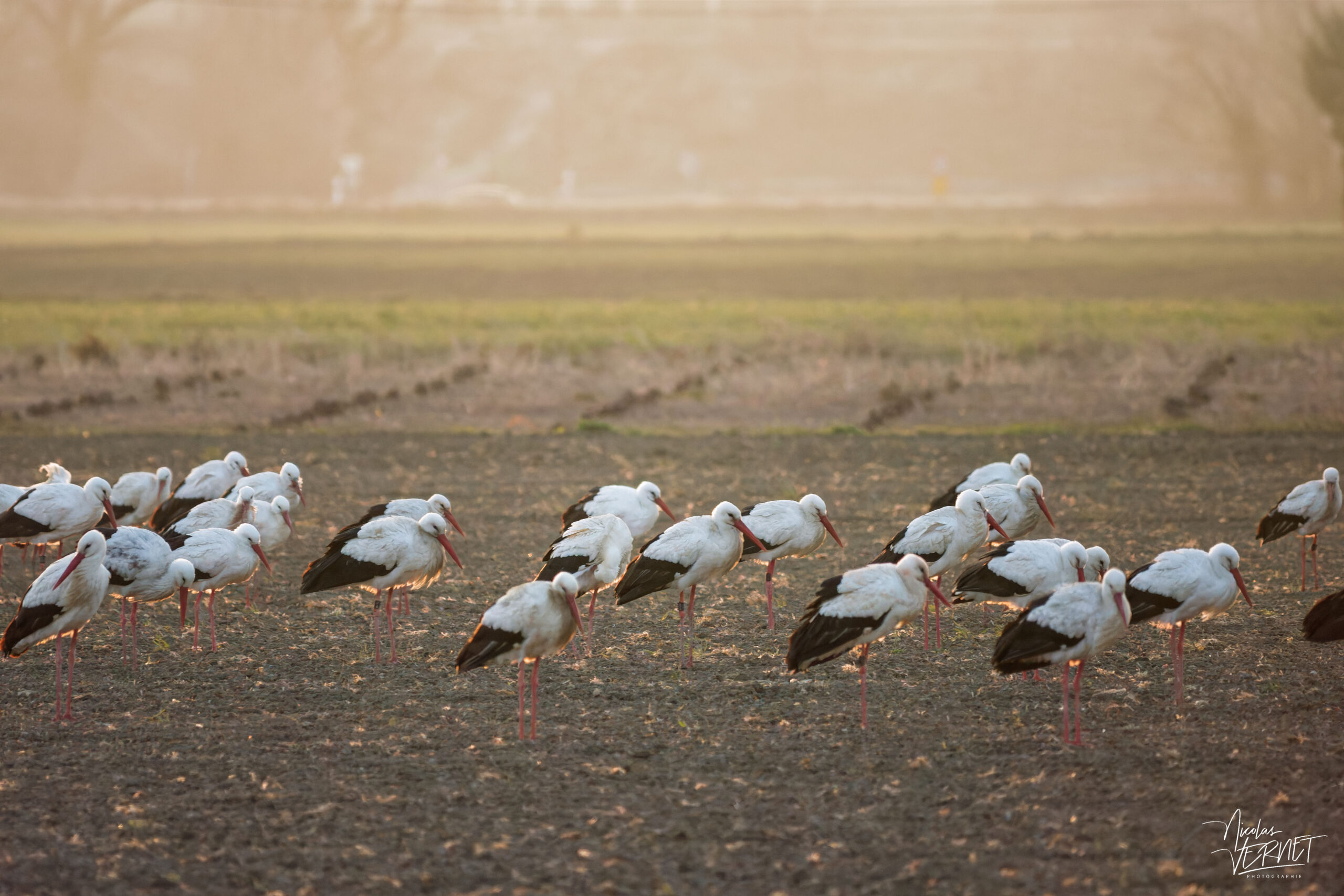 Cigognes blanches (Ciconia ciconia), Ancône (Drôme)