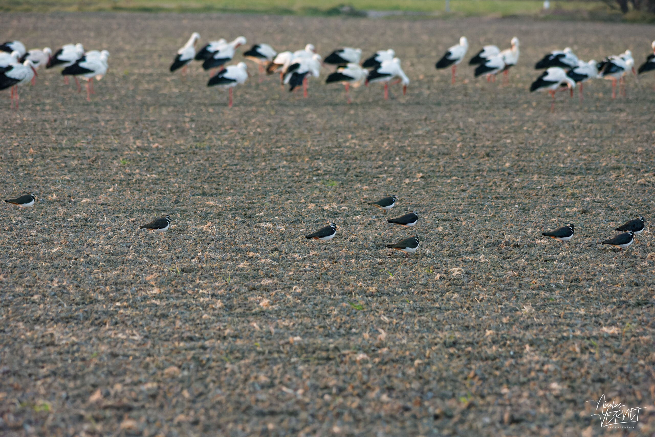 Vanneau huppé (Vanellus vanellus) et cigognes blanches (Ciconia ciconia), Ancône (Drôme)