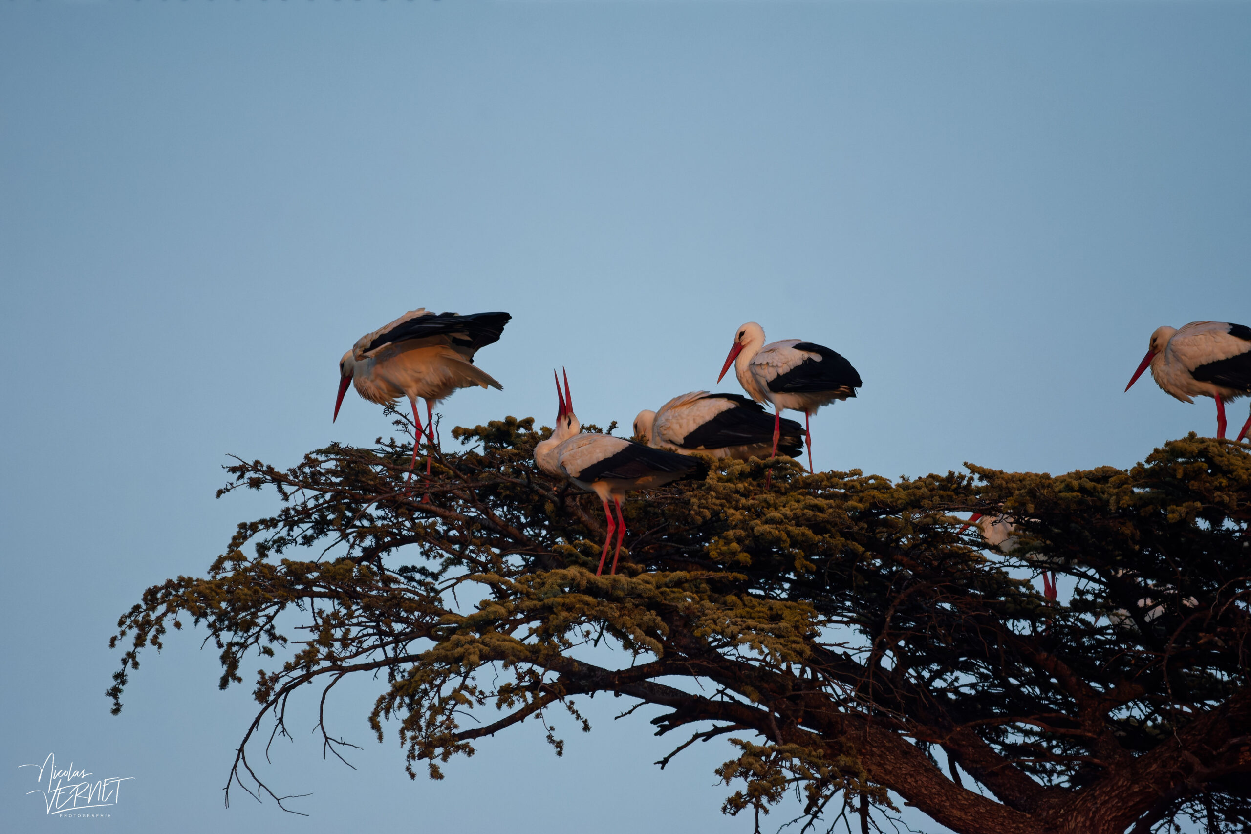 Cigognes blanches (Ciconia ciconia), Montélimar (Drôme)