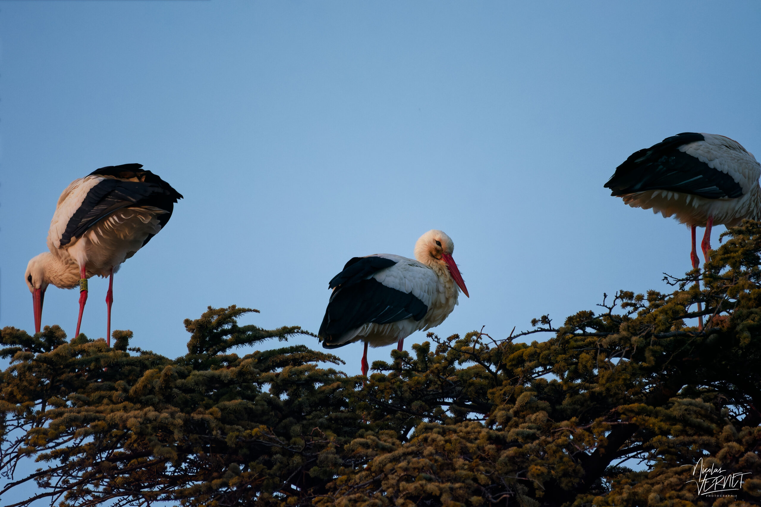 Cigognes blanches (Ciconia ciconia), Montélimar (Drôme)