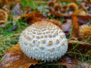 Lépiote élevée, “Coulemelle” (Macrolepiota procera), Saint-Pierreville (Ardèche)