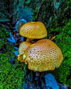 Pholiote écailleuse (Pholiota squarrosa), Saint-Pierreville (Ardèche)