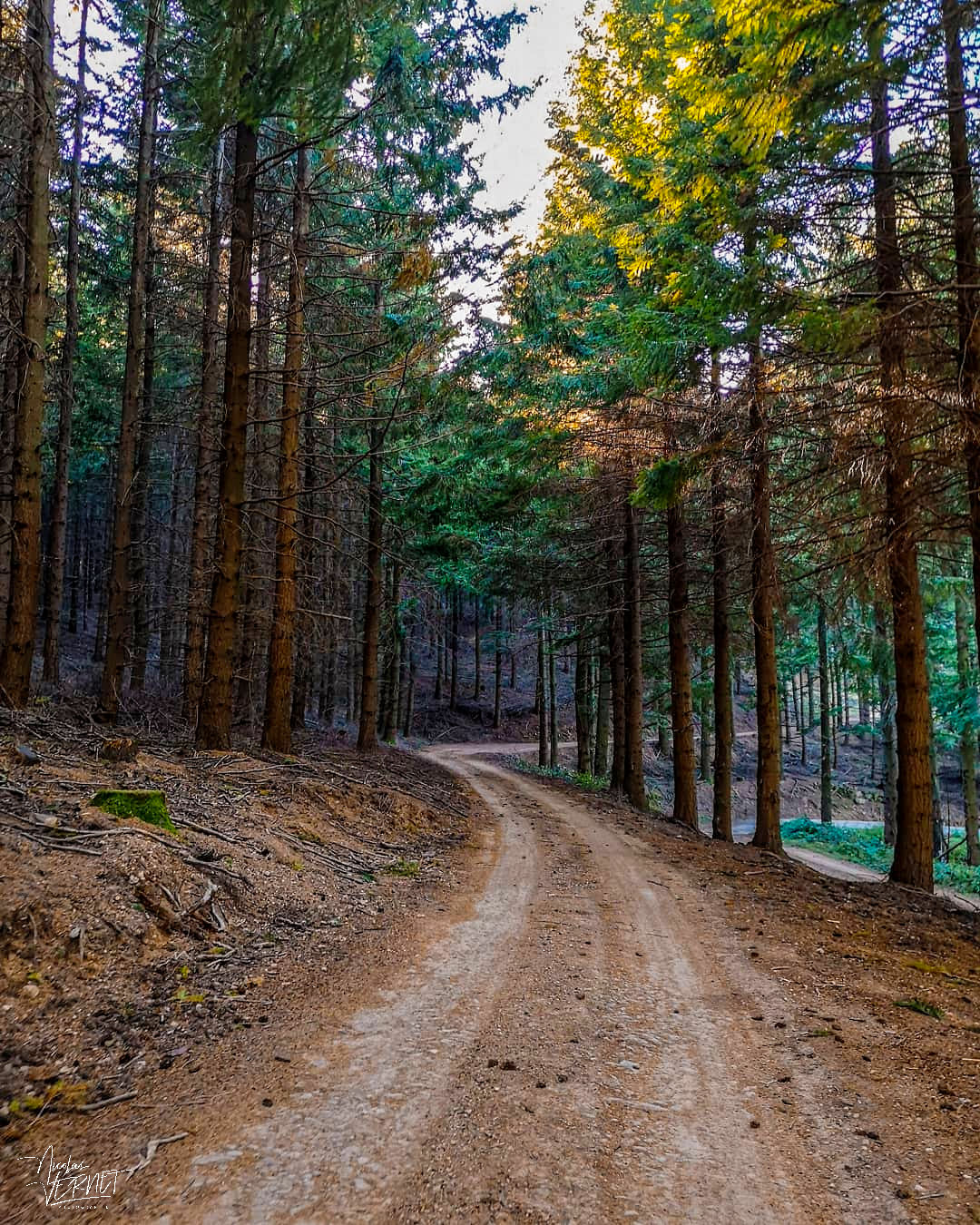 Piste forestière, Saint-Pierreville (Ardèche)