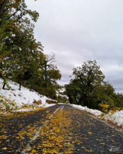 Châtaigneraie sous la neige en automne, Saint-Pierreville (Ardèche)