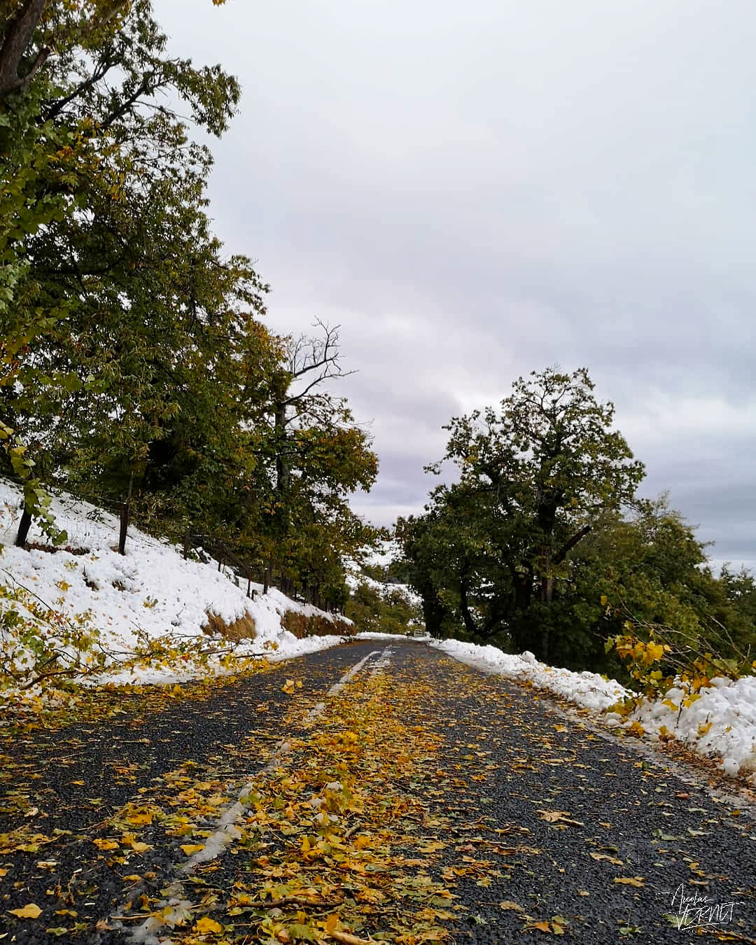 Châtaigneraie sous la neige en automne, Saint-Pierreville (Ardèche)