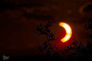 Éclipse solaire du 12 août 2026 en ombre chinoise à travers la végétation, Baix (Ardèche)