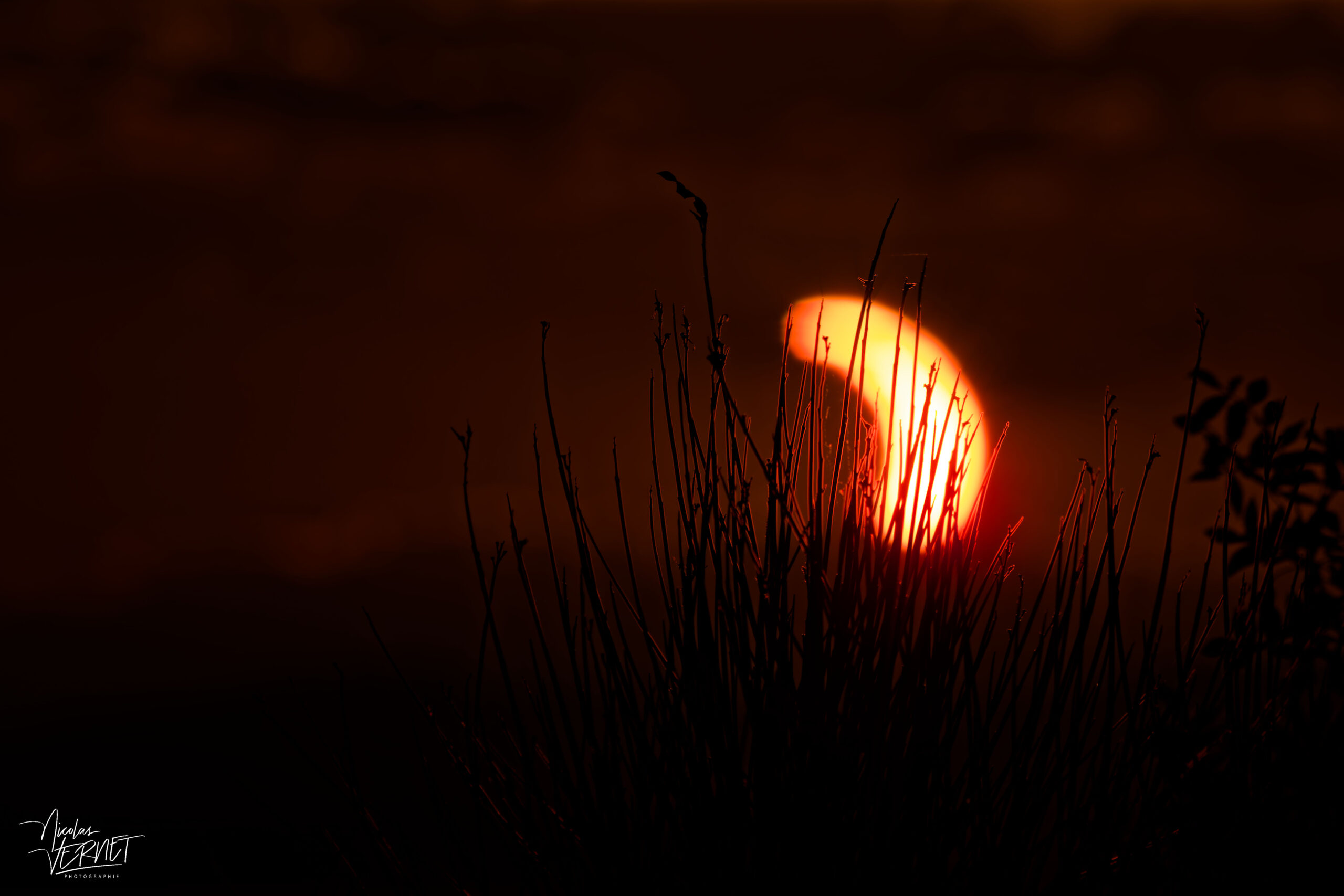 Éclipse solaire du 12 août 2026 en ombre chinoise à travers la végétation, Baix (Ardèche)