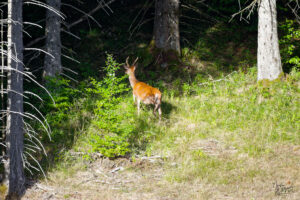 Jeune cerf en lisière de forêt, plateau d'Ambel (Drôme)