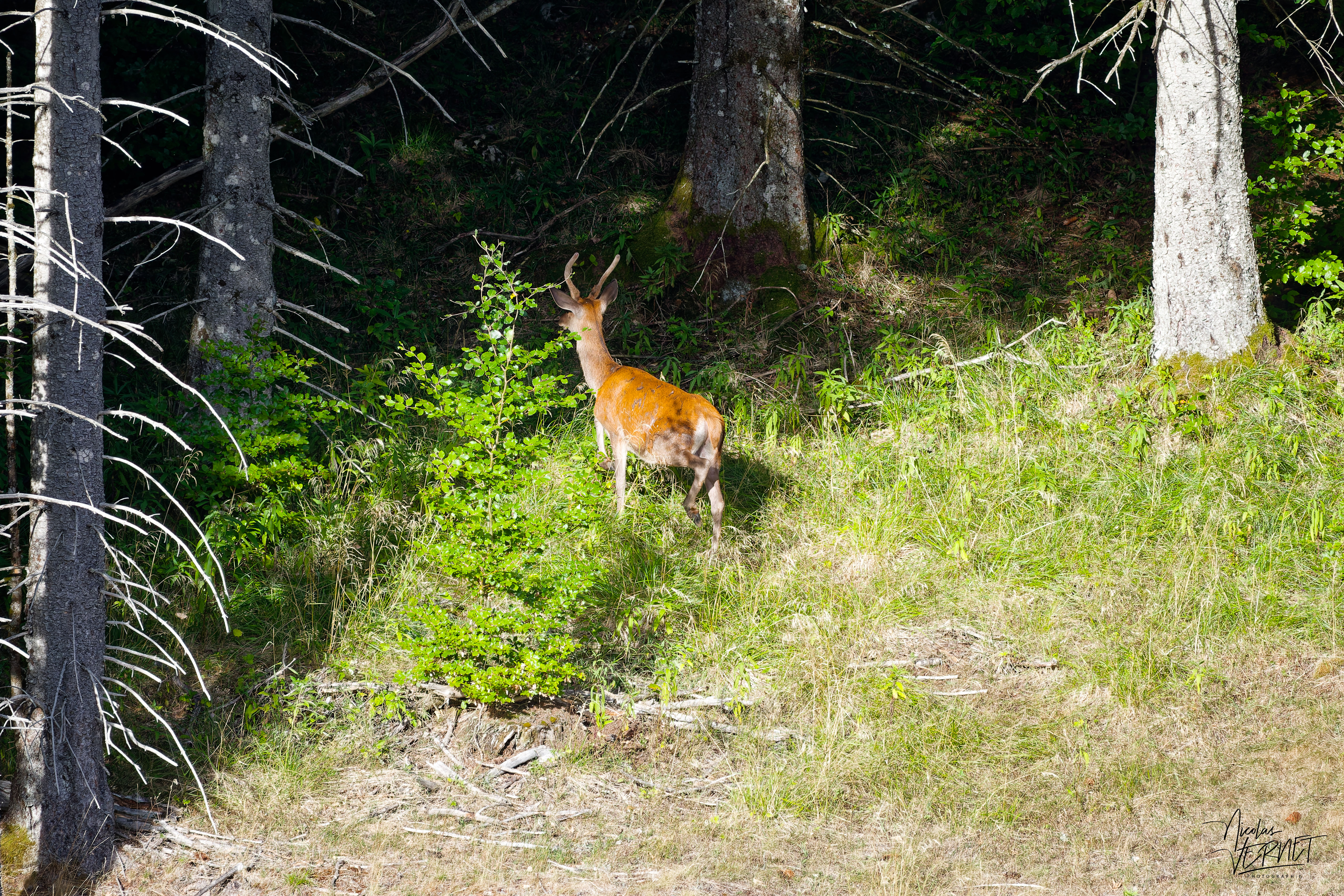Jeune cerf en lisière de forêt, plateau d'Ambel (Drôme)