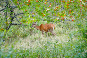 Biche dans une clairière, plateau d'Ambel (Drôme)