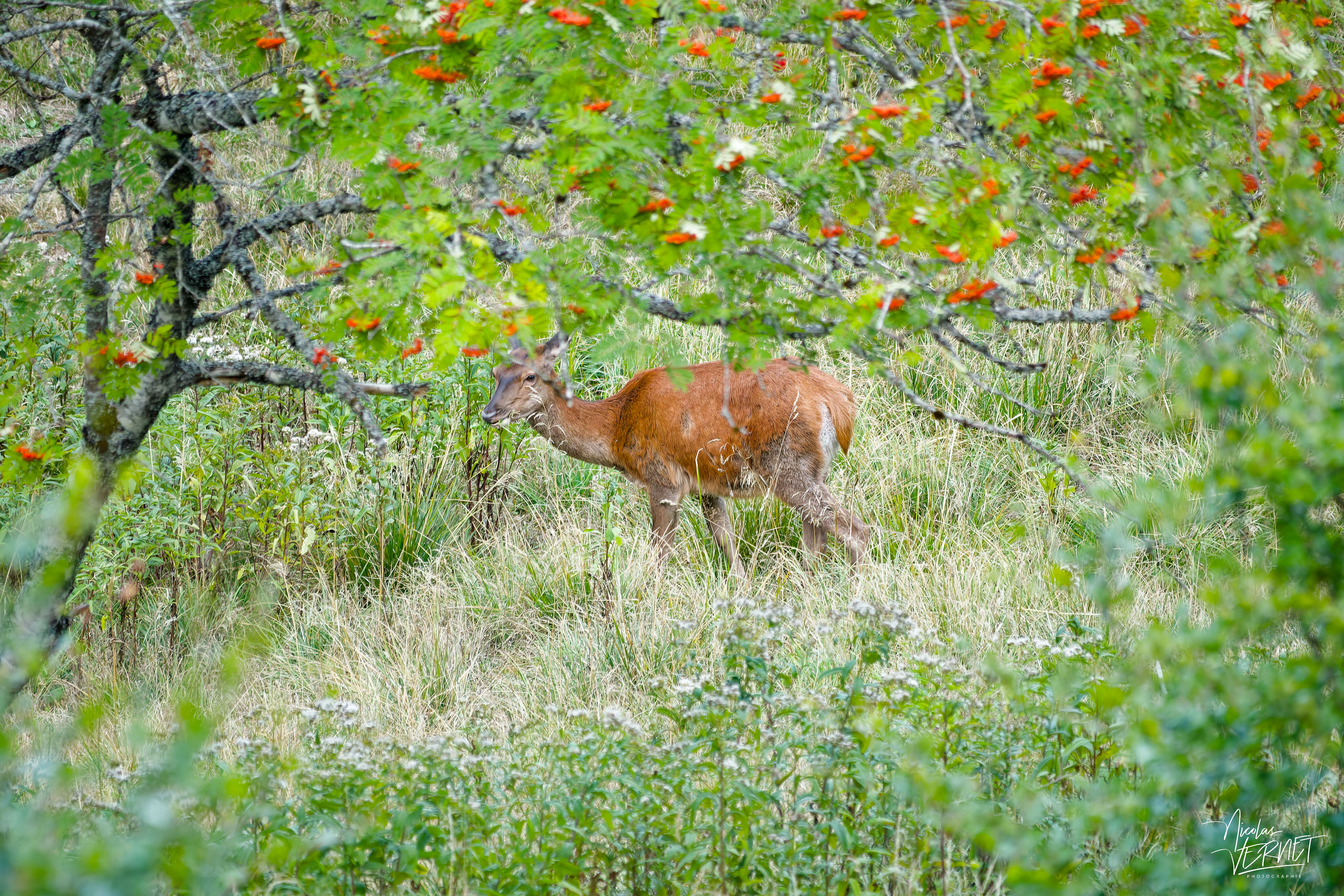 Biche dans une clairière, plateau d'Ambel (Drôme)