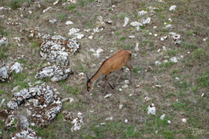 Biche dans une clairière, plateau d'Ambel (Drôme)