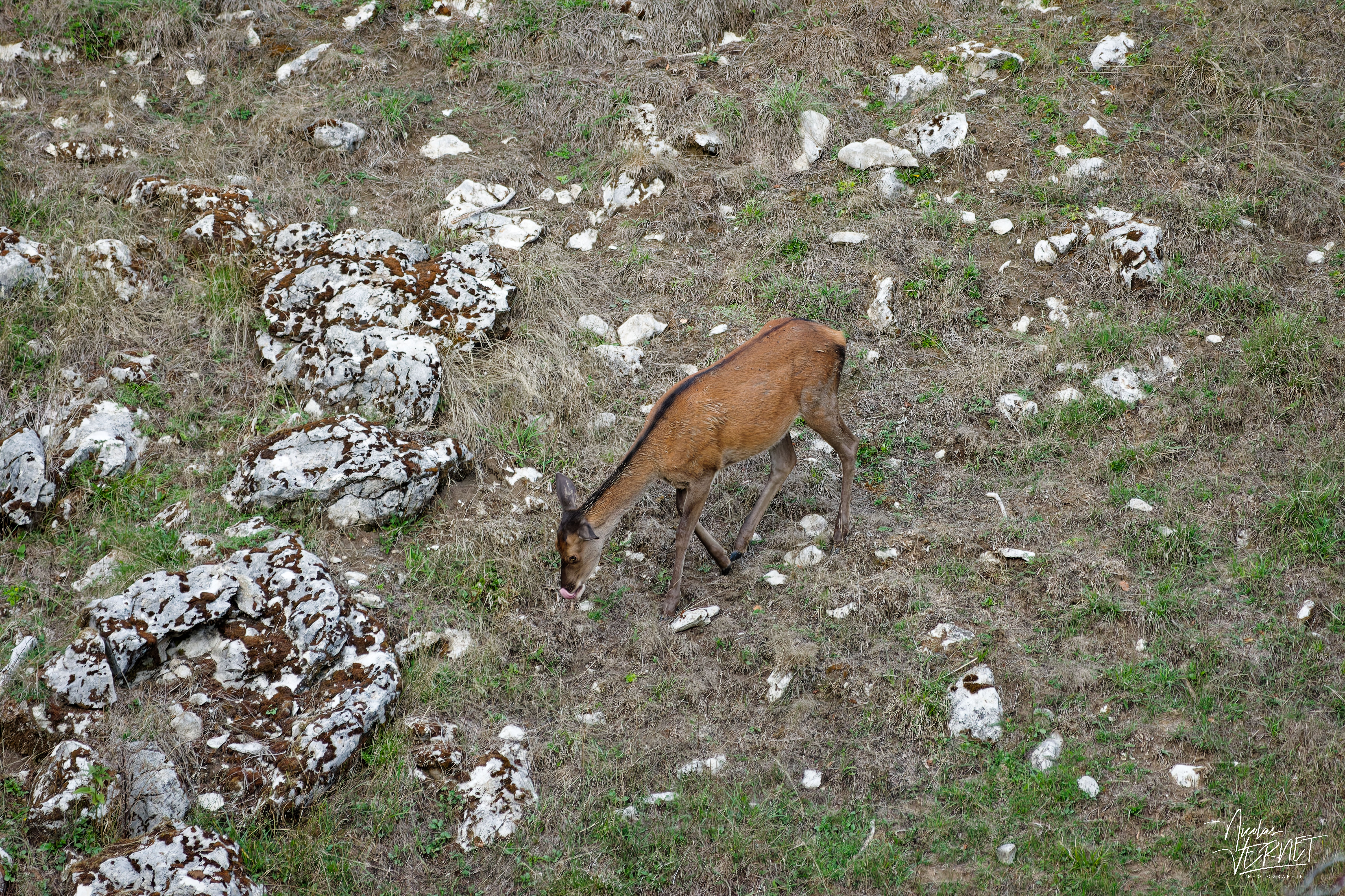 Biche dans une clairière, plateau d'Ambel (Drôme)