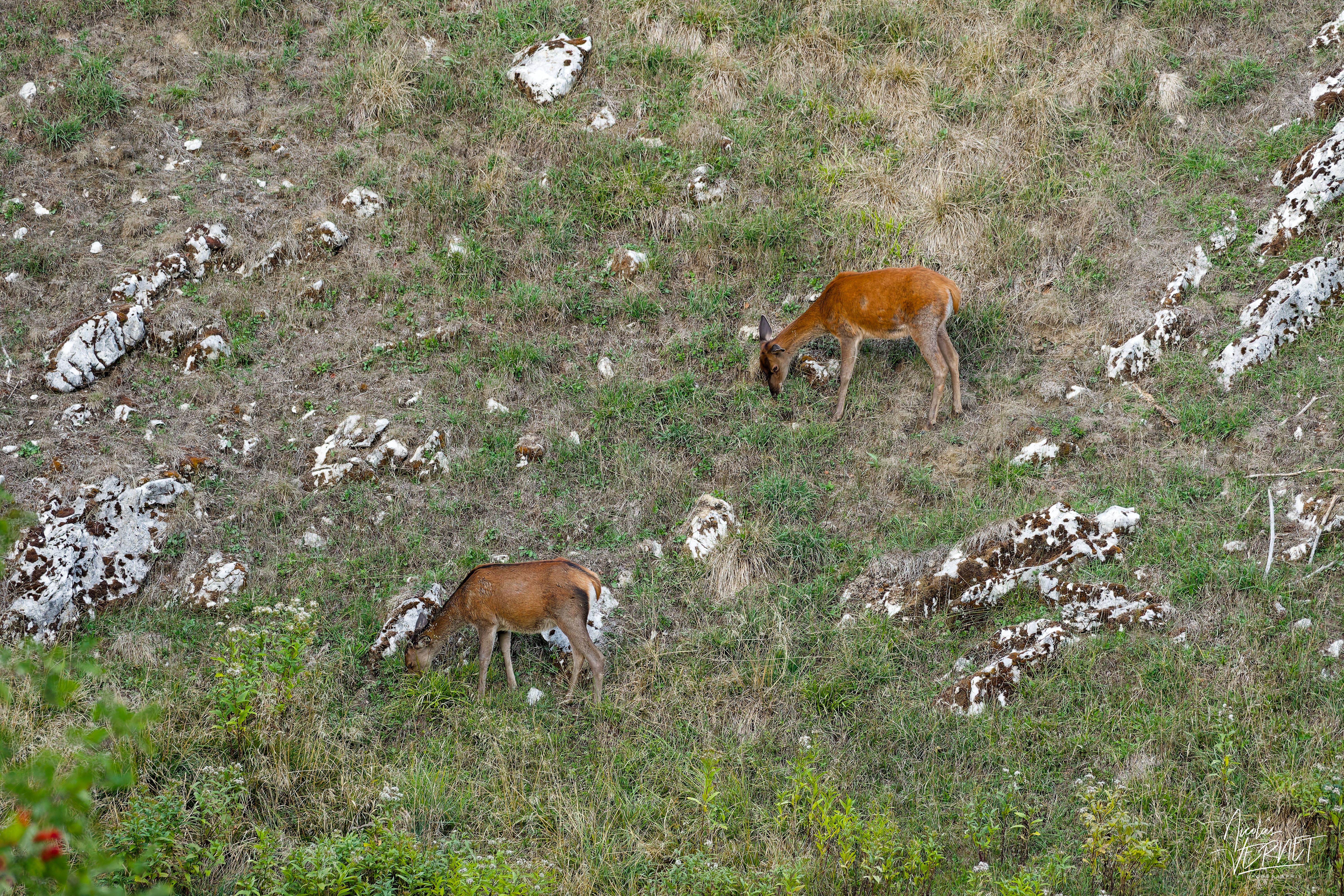 Biches dans une clairière, plateau d'Ambel (Drôme)