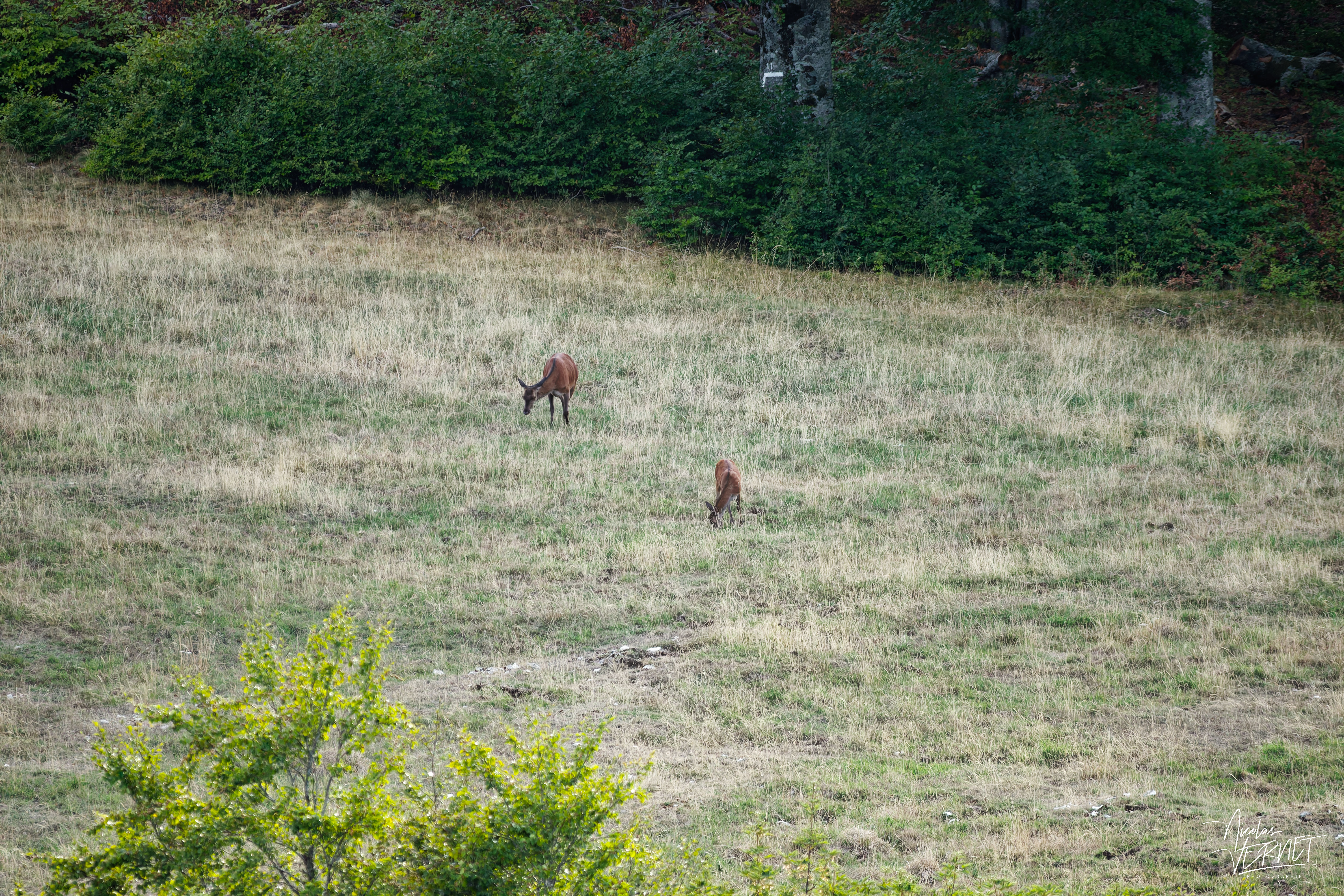 Biche et son faon dans une clairière, plateau d'Ambel (Drôme)