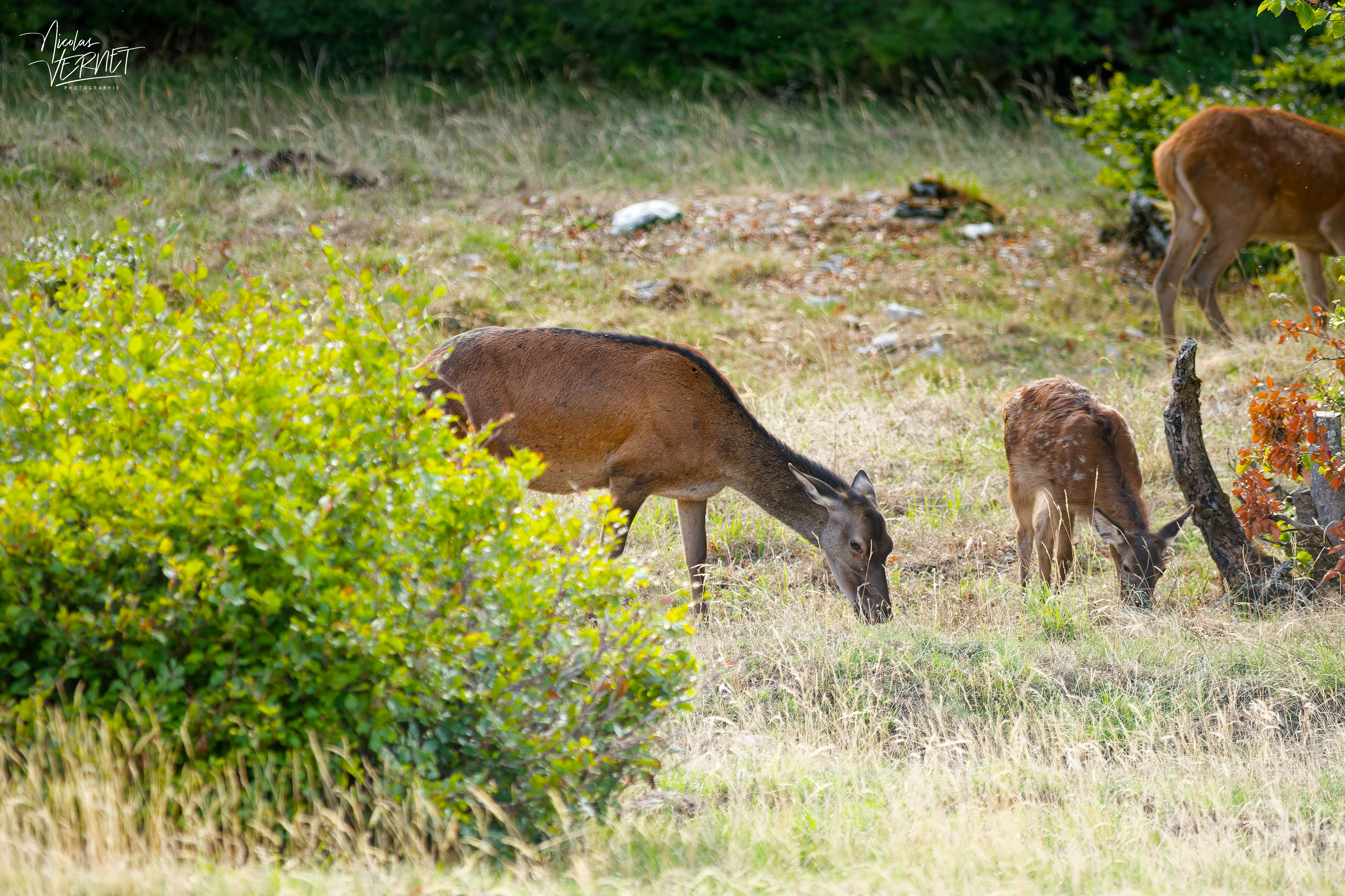 Biche et son faon dans une clairière, plateau d'Ambel (Drôme)