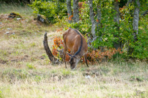 Biche dans une clairière, plateau d'Ambel (Drôme)