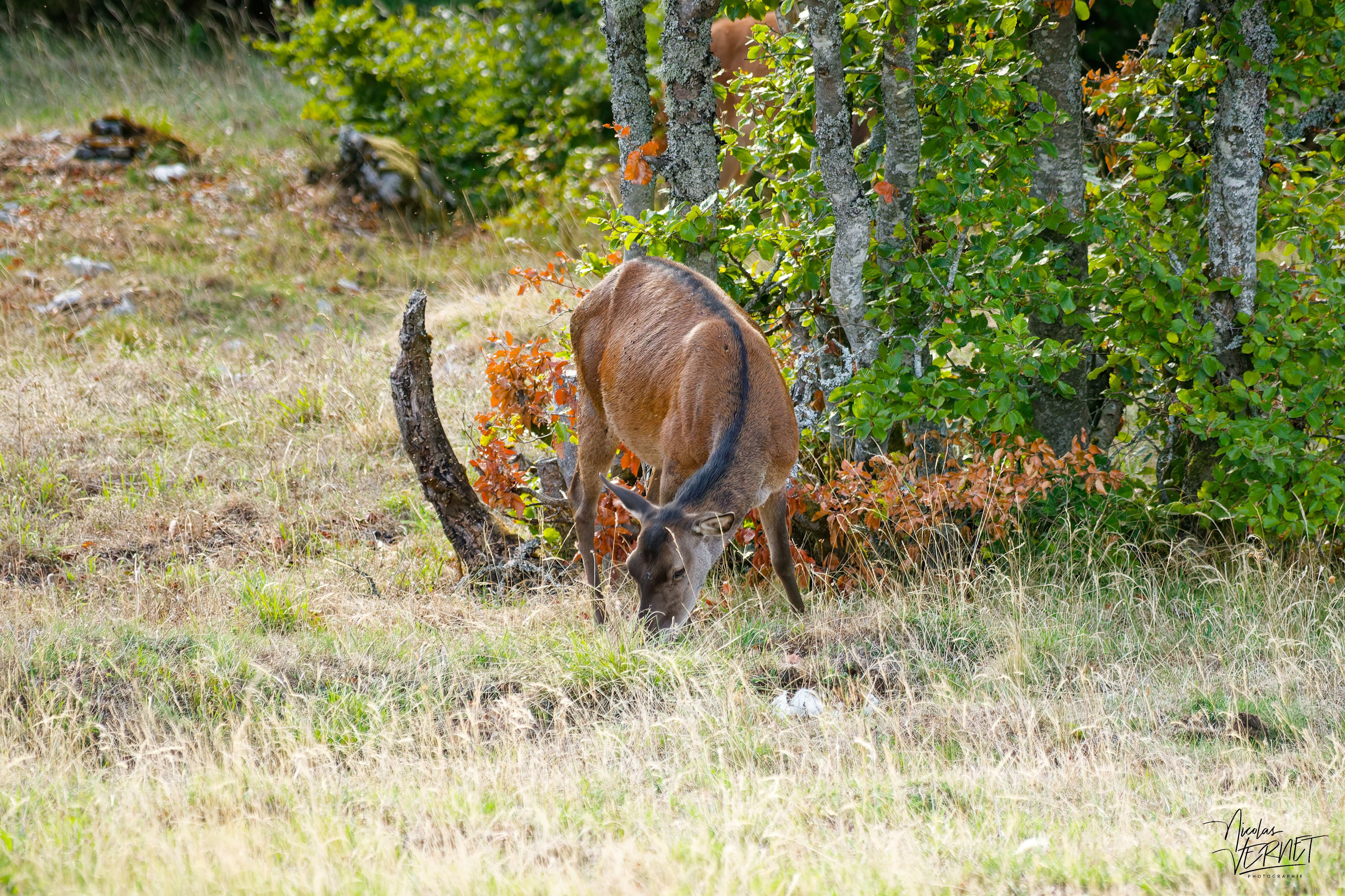 Biche dans une clairière, plateau d'Ambel (Drôme)